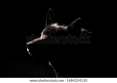 A dark german shepherd dog in the photo studio