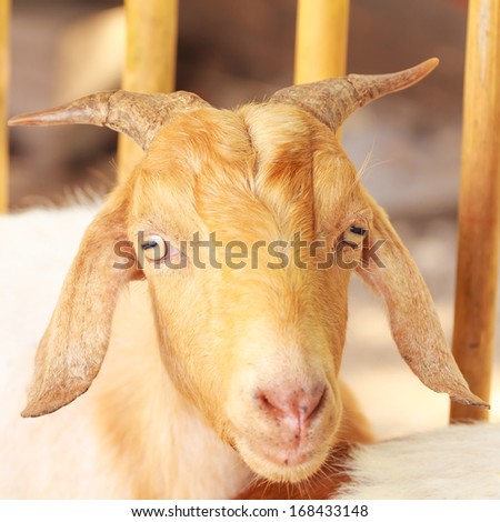 Goat in the Garden Party.