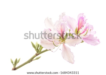 Hong Kong Orchid Tree with white background Royalty-Free Stock Photo #1684343311