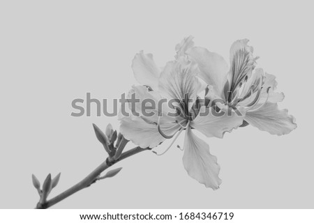 Hong Kong Orchid Tree with black and white background Royalty-Free Stock Photo #1684346719