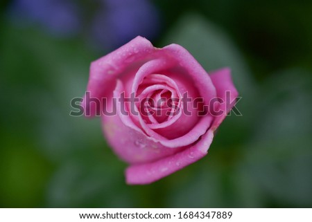 Delicate pink rose blooms with rain drops, top view, close-up, macro
