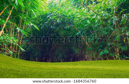Bamboo forest background with green grass - Bali, Indonesia