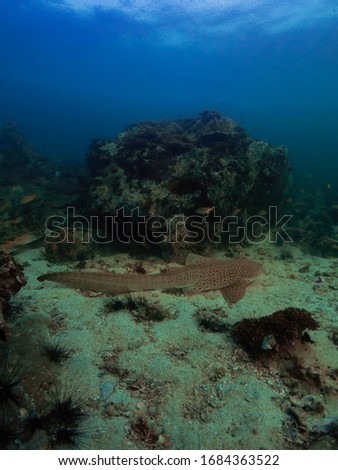 The leopard shark occurs in the Northeastern Pacific Ocean, from the temperate continental waters of Coos Bay, Oregon to the tropical waters of Mazatlán, Mexico