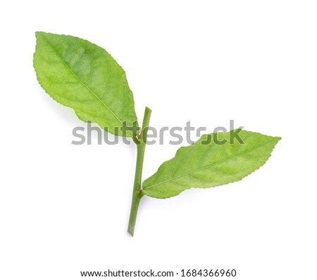 green siamese rough bush leaves use for herb concept.