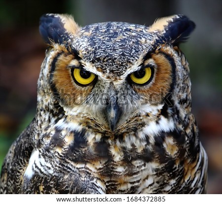 Eastern screech owl close up head shot. Megascops asio.