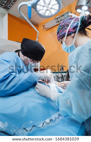 A veterinary student gains experience in the operating room. Doctors with surgical tools in hands making surgery. Health care or veterinary care concept.