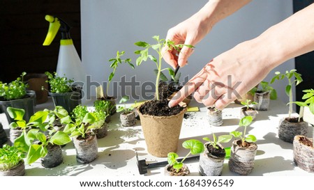 Tomato seedling transplanting process.Young vegetable seedlings of tomatoes transplanting  into peat pots using garden tools. Beautiful female hands transplant seedlings from peat tablets to peat pots Royalty-Free Stock Photo #1684396549
