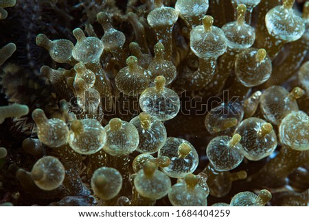 Bubble Sea Anemone Entacmaea quadricolor