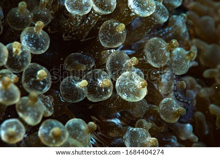 Bubble Sea Anemone Entacmaea quadricolor