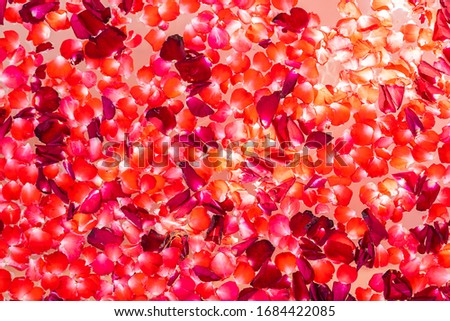 Red rose flower on water in bathtub decoration interior for take a bath and relax