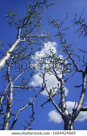 
Summer landscape. 
Young branches, swollen buds and the sky.