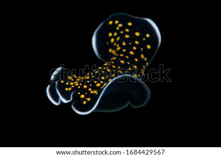 Yellow Doted Flatworm Close up Photo 