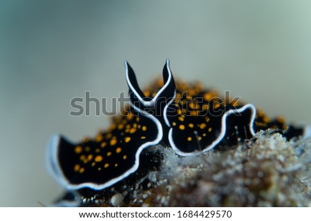Yellow Doted Flatworm Close up Photo 