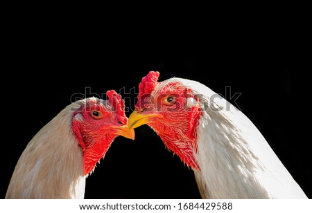 confidence chicken fighters head and face on black background for copy space of animal sports