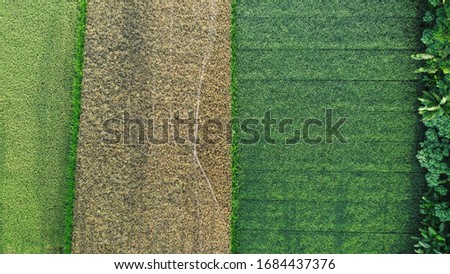 Aerial View Of Paddy Field With Different Maturity Level Contain Green, Brown, And Yellow Color Of Rice Planted Near Treelines