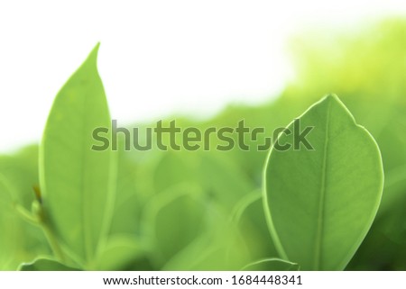 Close up green leaves of view texture green nature blurred background in park, garden or forest. Use to write or copy in empty space on green nature background.