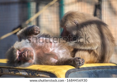 Baboon monkeys in a zoo on sunny day.
