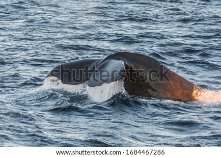 the tail of a whale above the surface of the water