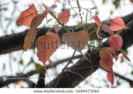 Leaves of Peepal tree. It is also known as bodhi , pippala or ashwattha tree is considered as holy tree in Buddhism.