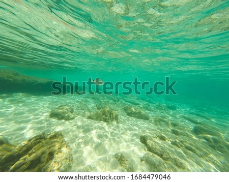 Underwater Mediterranean sea Ibiza Balearic islands Spain Comte beach