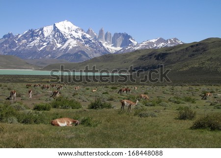 Guanaco (Lama Guanicoe) admiring the Andes. Torres del Paine National Park, Patagonia, Chile.