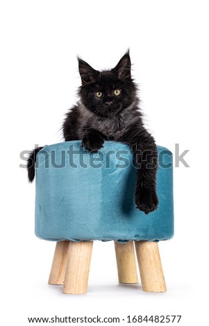Majestic black smoke Maine Coon cat kitten, laying down on blue velvet stool. Looking directly at camera with shiny eyes. Isolated on white background. Front paws hanging down over edge.