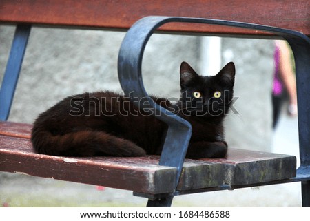A cat sitting on a bench