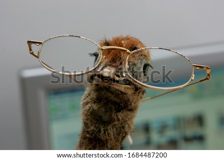 stuffed ostrich heads with glasses, close-up