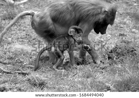 A baby baboon with his mother at the Knuthenborg safari park