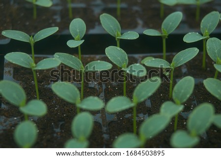 
Seedlings of cucumbers in greenhouse close up