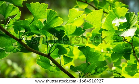 Close-up brightly green leaves of Ginkgo tree (Ginkgo biloba), known as ginkgo or gingko in soft focus against background of blurry foliage.  Fresh wallpaper and nature background concept