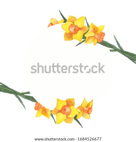 Watercolor hand drawn yellow daffodils or narcissus round design banner. Daffodil, green leaves, brunches isolated on white background. Springtime composition with bulb flowers. Clip art. Copy space.