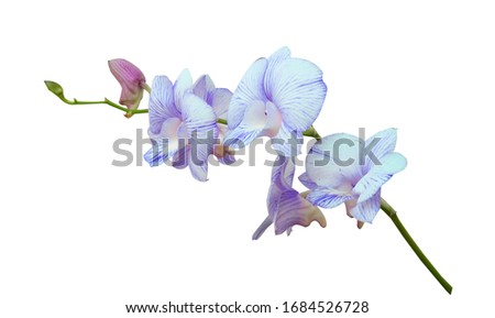 Beautiful orchid flower with isolated on white background and natural background.  Bouquet of blue, purple, pink, white and white.