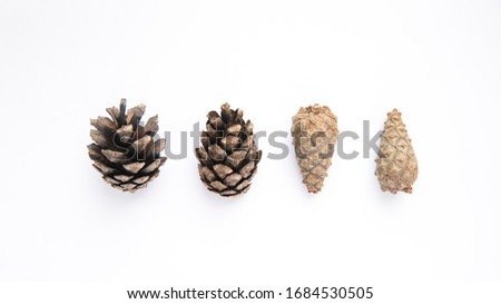 Pine open and closed cones on a white background
