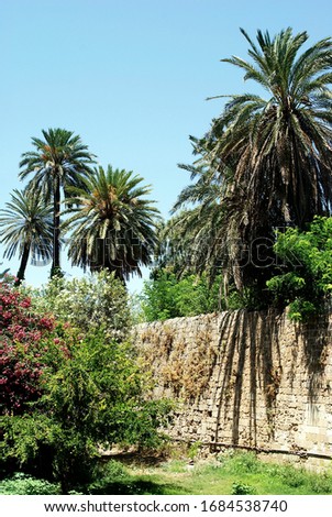 Wall and palm trees in Rhodes