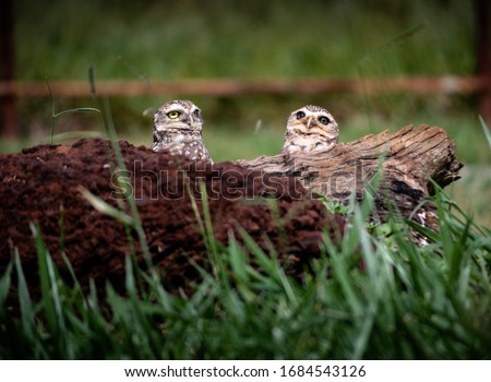 Brasília, Brazil, 2020 - Group of owls with grass background