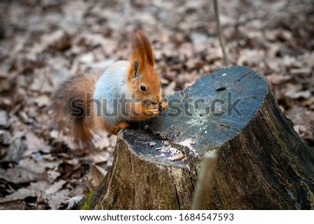 little squirrel eats a nut on a stump
