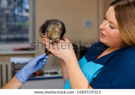 Veterinarian examines a ferret in a clinic. Preventive procedures at the veterinary clinic for a pet