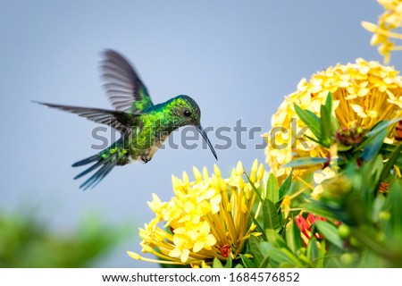 A female Blue-chinned Sapphire hummingbird feeding on a yellow Ixora hedge. Royalty-Free Stock Photo #1684576852