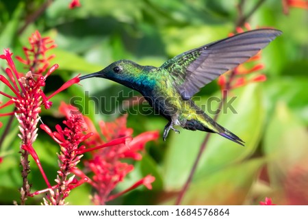 A male Black-throated Mango hummingbird feeding on a red tubular flower with lush green foliage in the background. Royalty-Free Stock Photo #1684576864