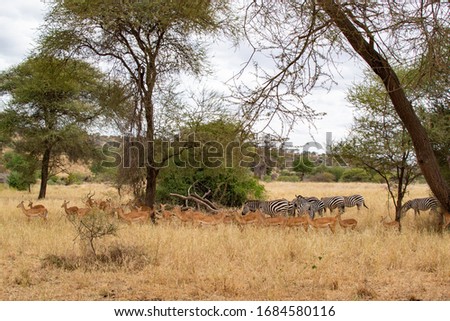 Zebras and Thompson gazelles eating pasture in the yellow savannah of Tarangire National Park, in Tanzania