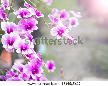 Sweet tone. Depth of field picture of orchid flower for background about beauty and cosmetic content on web site, advertising. Purple orchid field with morning sunshine, bright and freshness feeling.