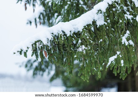 Soft white snow-covered fir tree branches. Outdoor frost winter scene. Snow winter background. Cold christmas season. 