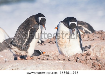 Penguins in Antarctica (chinstrap, adelie, gentoo) in snow, mountains, rocks, icebergs