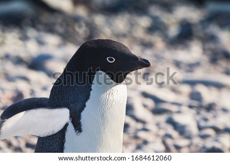 Penguins in Antarctica (chinstrap, adelie, gentoo) in snow, mountains, rocks, icebergs