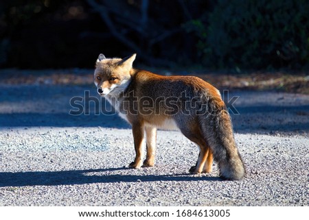 Fox in the Maremma Regional Park Alberese Tuscany Italy