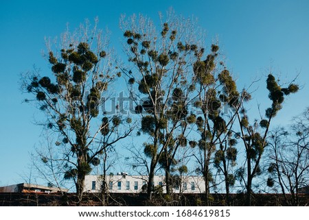 Trees with a lot of mistletoe on the blue sky
