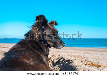 dog on the canine beach enjoying the sea breeze lying on the golden sand and sunbathing with horizon in the background and blue sky in summer.