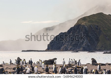 King penguin colonies in South Georgia (rookery)