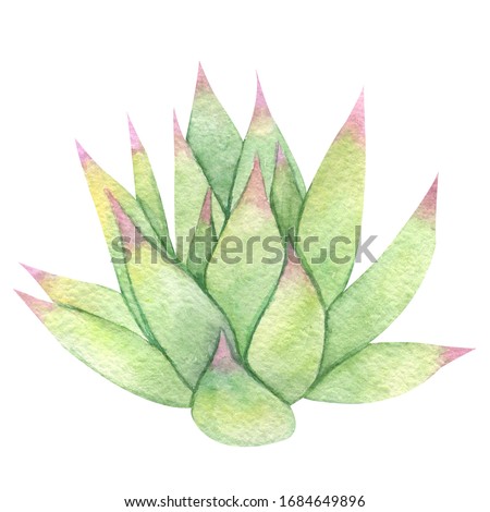 Watercolor different succulents  isolated on white background. Natural floral illustration for design, print, fabric or background 